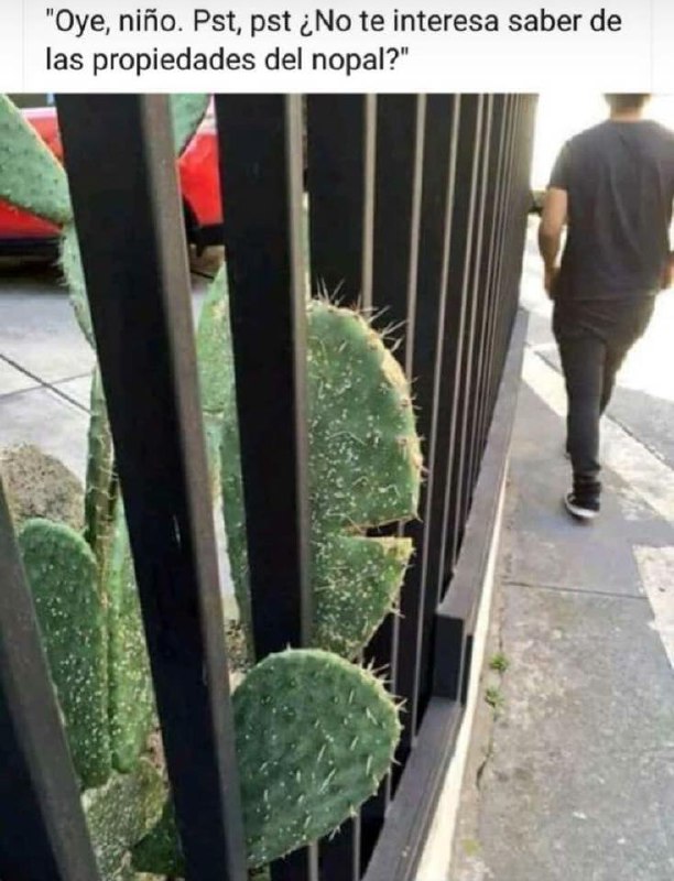 "oye-niño.Pst; pst¿Note interesaisaberde. | las propiedades del nopal?"-